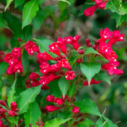 Red Weigela – Hardy Flowering Shrub with Bright Red Blooms for Garden Borders and Landscapes