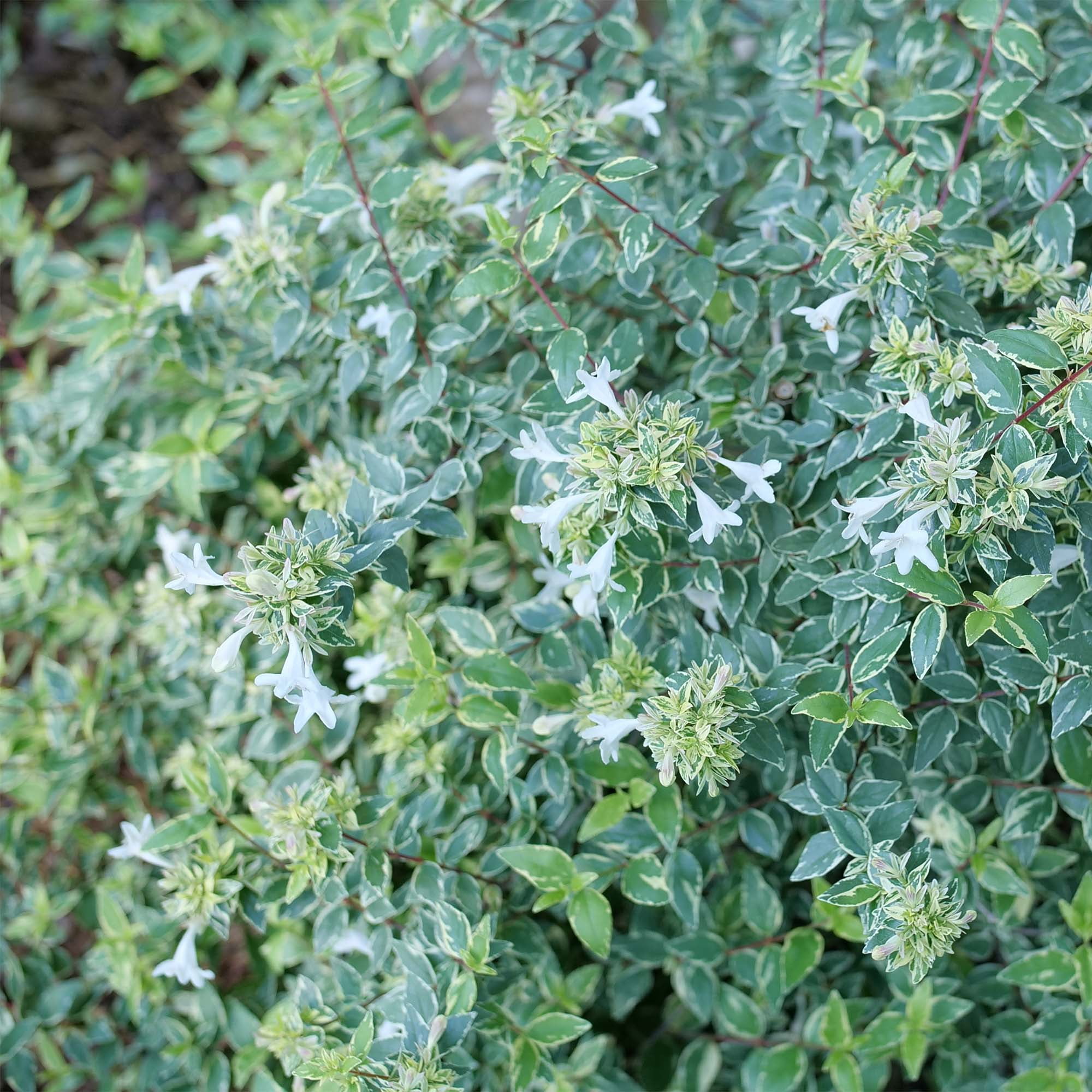 Proven Winners ColorChoice Mucho Gusto Abelia Live Shrub (2 Gallon)