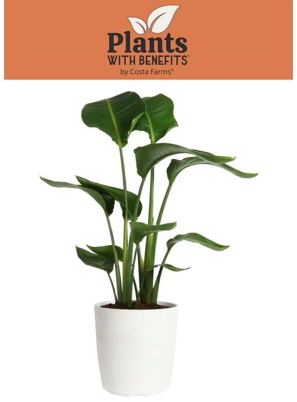 Indoor Plants in Live Plants