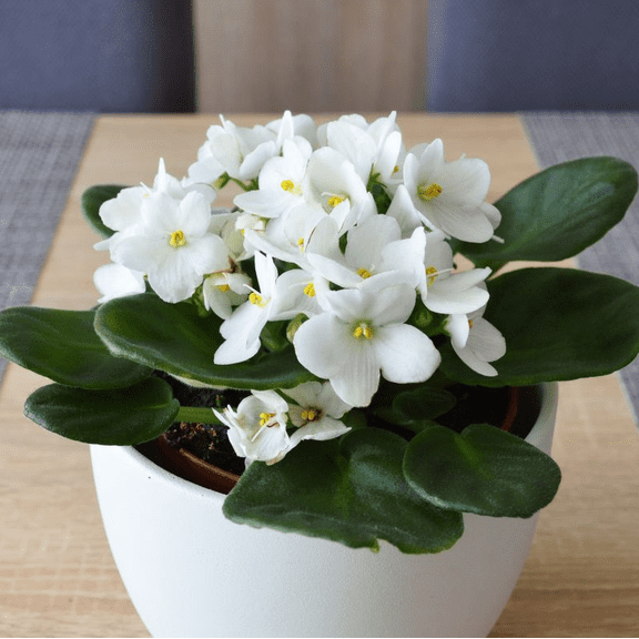 African VioletsWhite Live Plants Houseplants, African Violet Flower 3-5" Tall in 4 Inch Pot, Live African Violet Plant Indoor