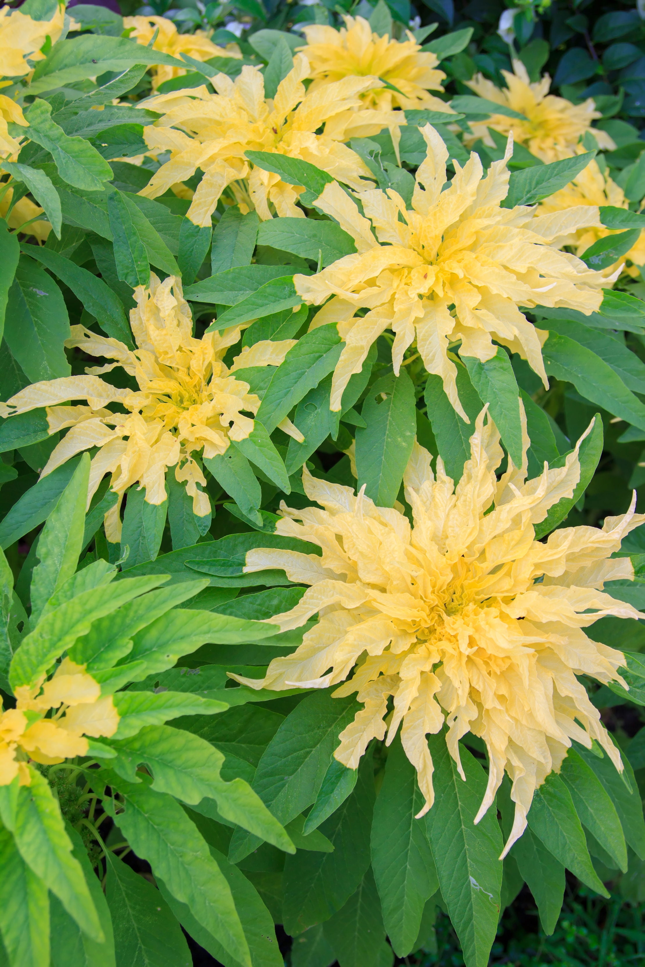 100 Seeds Amaranthus tricolor Yellow annual Flower