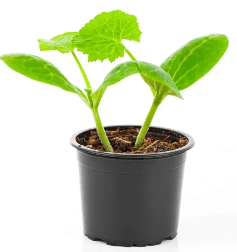 2 Green Squash Zucchini Plants Seedlings, 4 Inches Pot, Squash Plants Live 3-5" Tall, Live Zucchini Plants