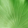 thumbnail image 2 of MYG Vibrant Artificial Floating Lotus Leaves for Stunning Aquarium & Pool Decoration, 2 of 9