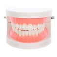 thumbnail image 1 of Modelo tipodonto dental para niños, herramienta de enseñanza oral para jardín de infantes, modelo de cepillado de caries, modelo de diente de plástico para uso educativo, 1 of 6