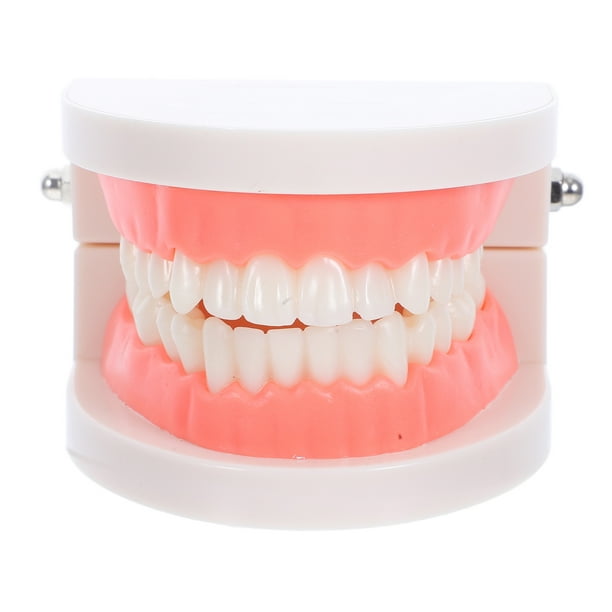 Modelo tipodonto dental para niños, herramienta de enseñanza oral para jardín de infantes, modelo de cepillado de caries, modelo de diente de plástico para uso educativo