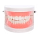 thumbnail image 1 of Modelo tipodonto dental para niños, herramienta de enseñanza oral para jardín de infantes, modelo de cepillado de caries, modelo de diente de plástico para uso educativo, 1 of 6