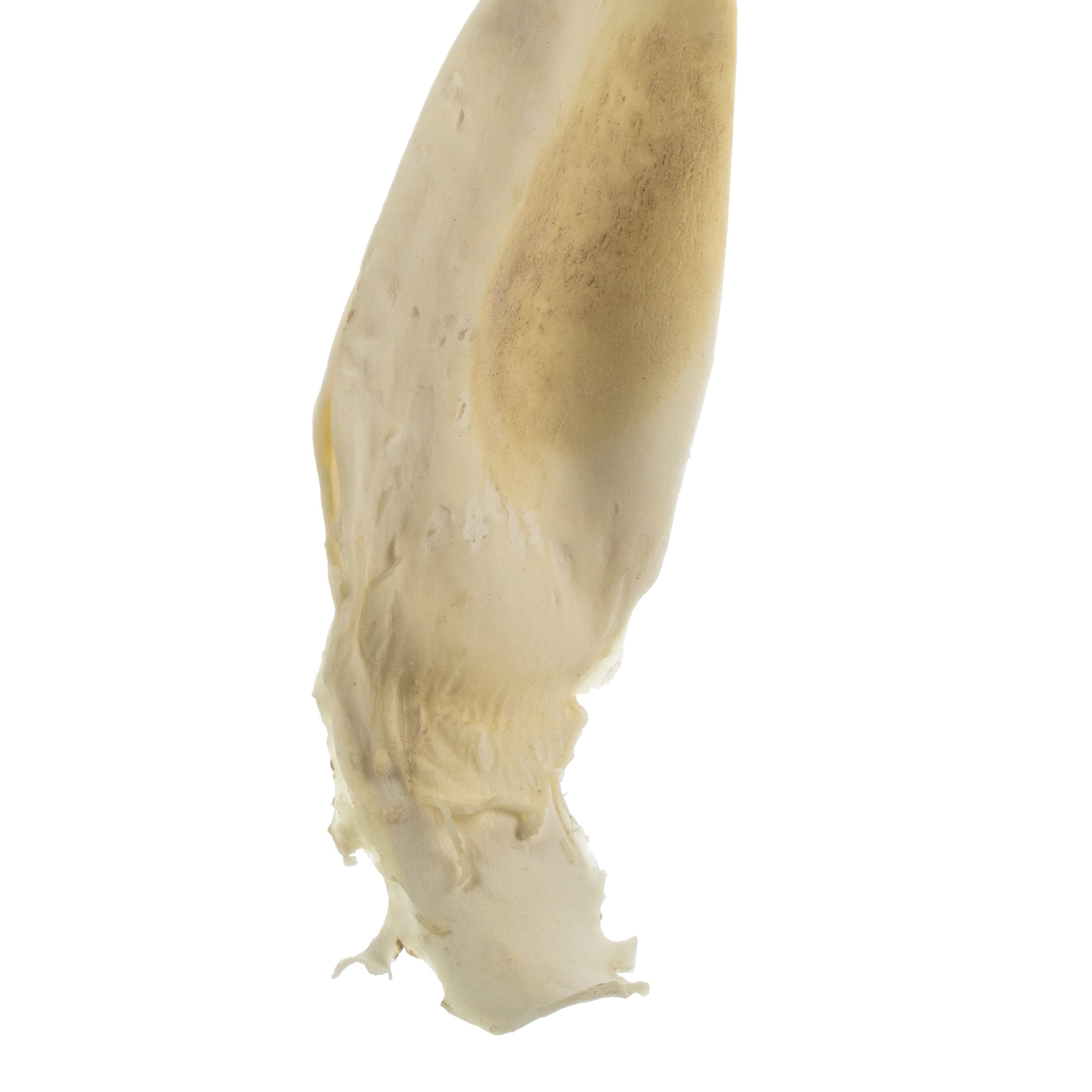 Vickerman 36-38" Bleached Kelp - (Sea Kelp), 1 piece per pack, Dried