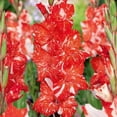 thumbnail image 1 of Bulbes à fleurs- Glaïeul (25 Bulbes), 1 of 2