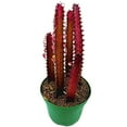 thumbnail image 3 of Red African Milk Tree, 6 inch Pot, Euphorbia Trigona, All red, 3 of 9