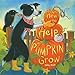 thumbnail image 3 of How to Help a Pumpkin Grow, 3 of 3
