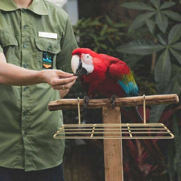 Niceauty 2Pcs Bird Perch Stand Toy Metal Gold with Simple Design for Pet Parrots Home Use