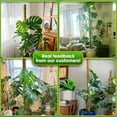 thumbnail image 4 of 80 Inches Large Moss Pole for Plants Monstera, Plant Stakes for Indoor Plants, Monstera Plant Support, Plant Support/Plant Pole for Big Climbing Plants Indoor (1pc., 80''), 4 of 5