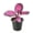 1 Plant, variant on Crimson Calathea - 1 Live Starter Plant - Calathea Picturata - Bold Colorful Vining Tropical Houseplant