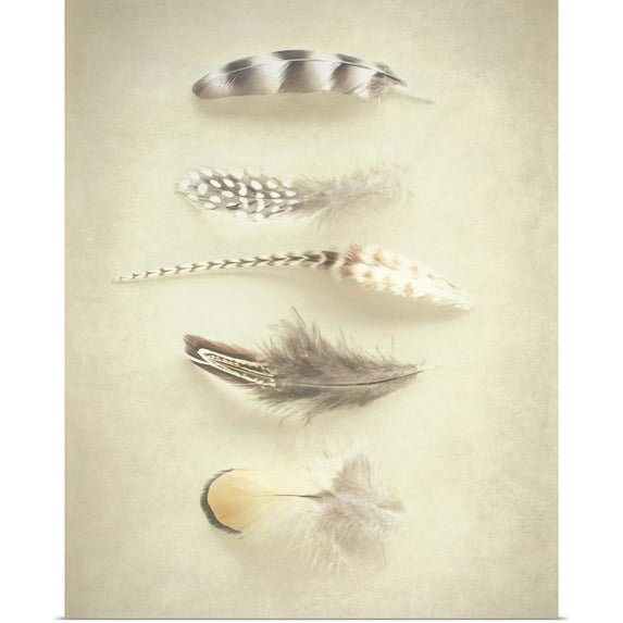 Great BIG Canvas | Rolled Elizabeth Urquhart Poster Print entitled Feathers III