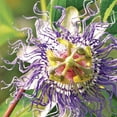 thumbnail image 4 of Ferry-Morse 125MG Passion Flower Annual Flower Seeds, Full Sun, 4 of 10