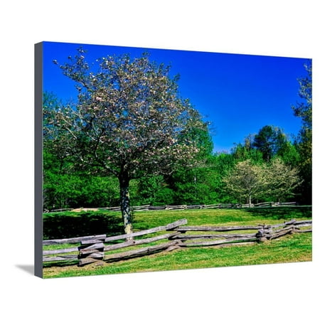 Blossom trees in farm, Davidson River Campground, Pisgah National Forest, Brevard, North Carolin... Stretched Canvas Print Wall