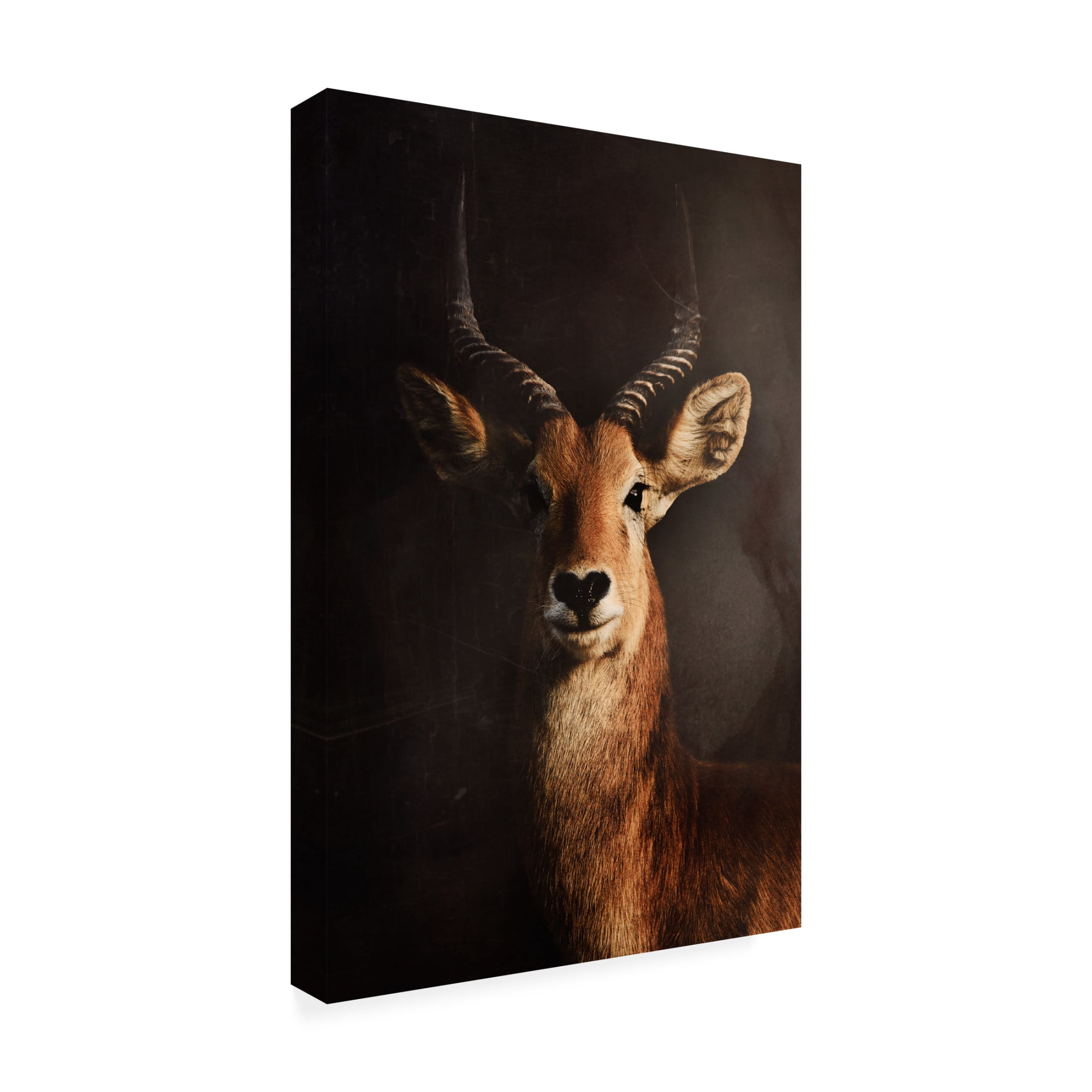 Canvas Wall Art - Antonio Grambone 'Antelope Still' Wall Art for Living Room, Bedroom, or Office Décor by Trademark Fine Art - 22 x 32 Inches