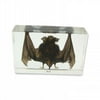 Ed Speldy East Company T420 Real Bug Desk Decoration, Large Bat, Clear