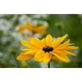 thumbnail image 5 of Brown Eyed Susan Flower Seeds, 3000 Heirloom Seeds Per Packet, Non GMO Seeds, 5 of 9