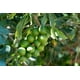 thumbnail image 2 of Nuez de Macadamia Natural Gourmet Macadamia Macadim Natural 1kg Natural Nuez Macadamia Bolsa Kraft Hermética., 2 of 3