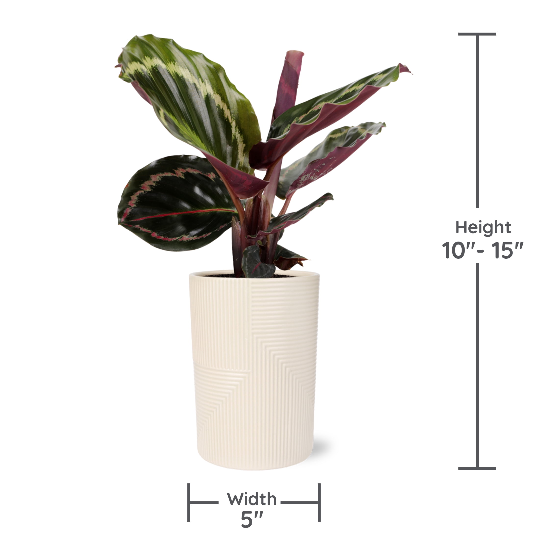 Wild Interiors Calathea Medallion in Neutral Beige Pot – 5in Tropical Houseplant