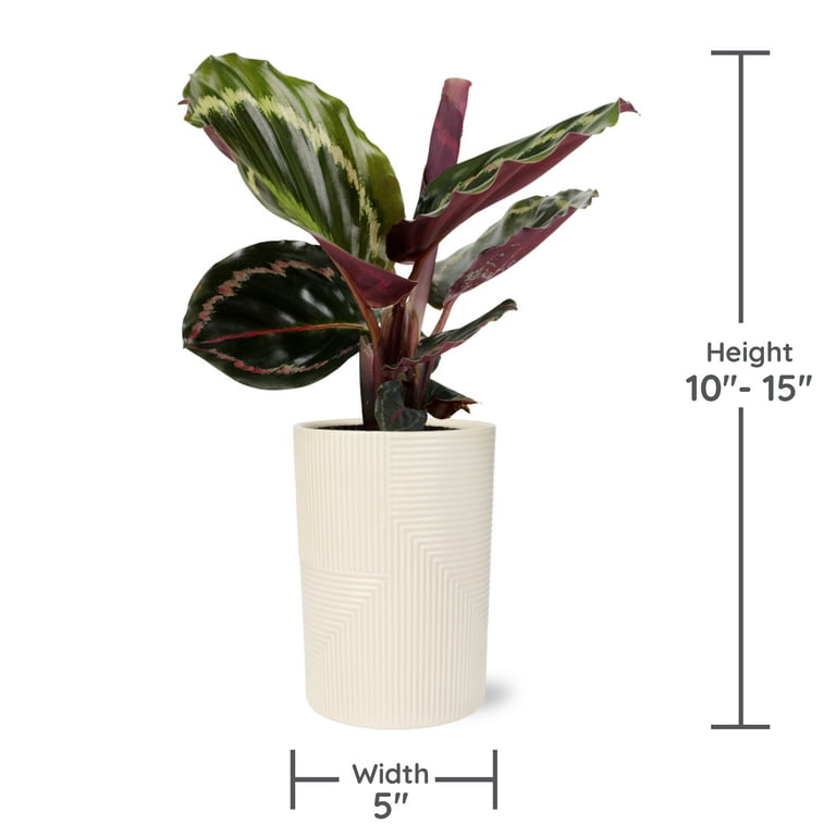 Wild Interiors Calathea Medallion in Neutral Beige Pot 5in Tropical Houseplant