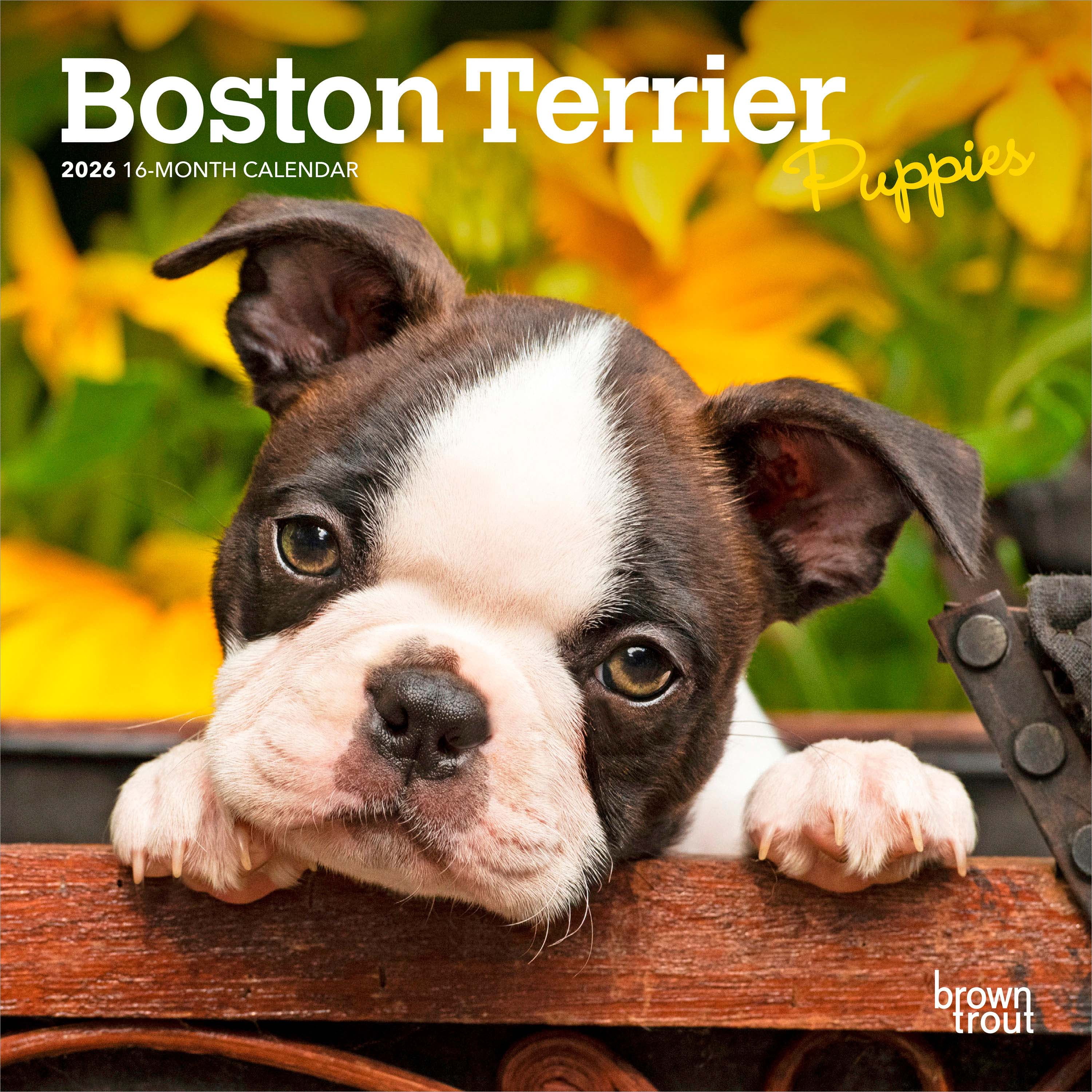 Boston Terrier Puppies 2026 Mini 7x7