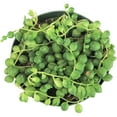 thumbnail image 2 of String Of Pearls Senecio Rowleyanus, Best Hanging or Trailing Succulent Plant - 4 inch with Clay Pot, 2 of 5