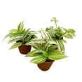 thumbnail image 3 of Tradescantia fluminensis Lavender 2 inch Set of 3 Light Pink and Green Wandering Dude, 3 of 6