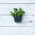 thumbnail image 4 of Artstone NOV35098 8.5 in. Ella Wall Pot, Black, 4 of 4