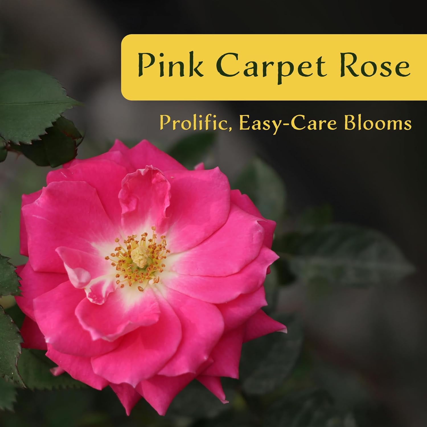 6 Pink Carpet Roses | Live Plants in 2.5-inch Nursery Cubes | Rosa ‘Flower Cover Pink’ Variety | Floral Perennial Shrub with Extended Blooms | Effortless Ground Cover for Home and Garden Landscaping