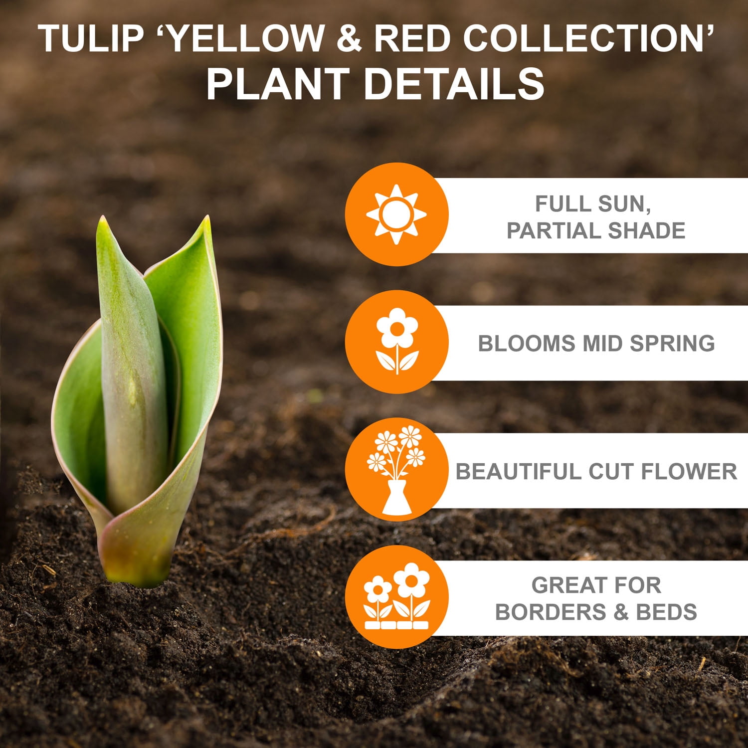 Garden State Bulb Yellow and Red Mix Darwin Hybrid Tulip Flower Bulbs, 12/+ cm (Bag of 25)