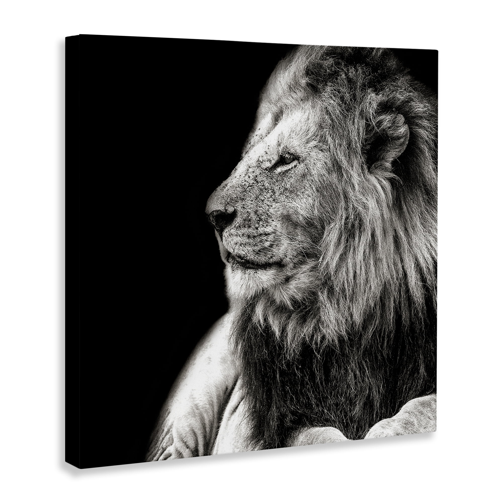 Stupell Industries Lion Portrait on Black Animals Photography Wrapped Canvas Art Print Wall Art, 17 x 17