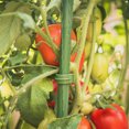 thumbnail image 3 of Purchased In A Pack Of 36 Tomato Cage Grid Connector Green Single Length 25.4cm, 3 of 6