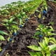 thumbnail image 4 of 60 Pieces Irrigation Drip Emitter Garden Flag Irrigation Dripper, Trees and Shrubs (Blue Black,2GPH), 4 of 5
