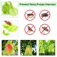thumbnail image 3 of Bolsa protectora para frutas, 60 unidades, bolsa protectora para uvas, 20 x 30 cm, bolsa de organza para jardín con cordón contra avispas, drosófilas, escarabajos y pájaros, 3 of 5