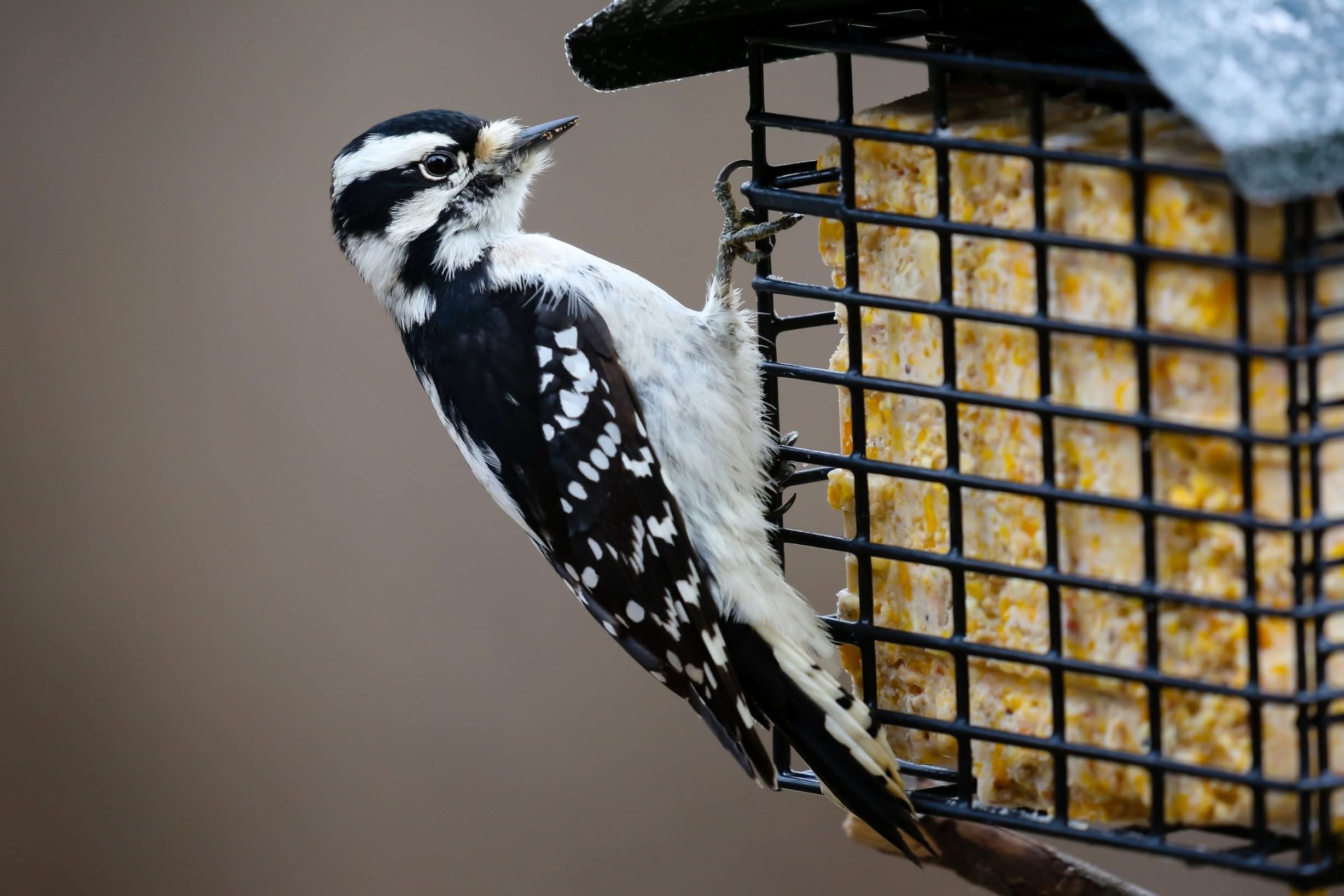 Zesty Orange Suet Plus 12-Pack by ST. ALBANS BAY