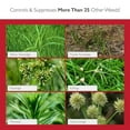 thumbnail image 3 of Herbicide - 1 Pack of 1.33oz Bottle of USA-Made Post-Emergent Nutsedge Killer for Lawns - Lawn & Pet Safe Weed Killer for Commerical & Large Area Use - Also Works on Horsetail & Kyllinga, 3 of 7