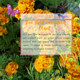 thumbnail image 4 of Bee Gold Marigold Plant in Pot, Ideal for Indoor and Outdoor Spaces, 3-5 Inches Tall, 4 of 6