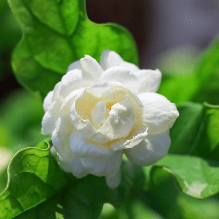 2 Grand Duke Jasmine Plants, Arabian Jasmine Vine, Blooming
