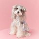 thumbnail image 2 of Ropa Para Perro Mascota Otoño, 2 of 8