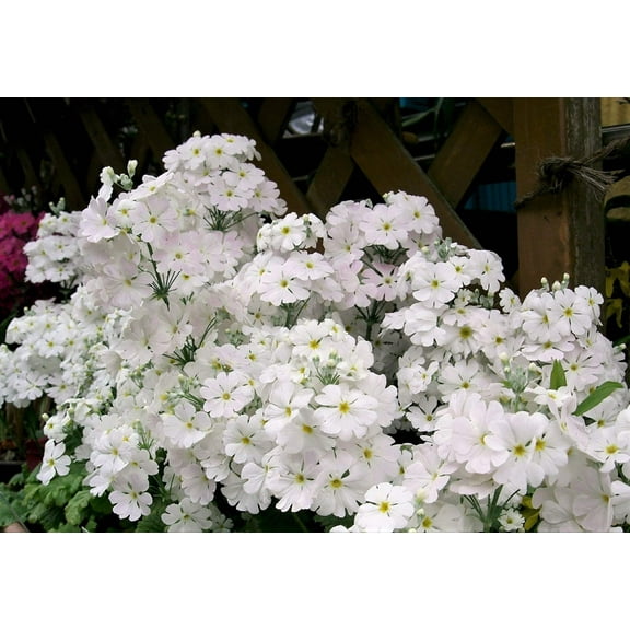 100 WHITE FAIRY PRIMROSE Primula Malacoides Baby Primrose Shade Houseplant Flower Seeds