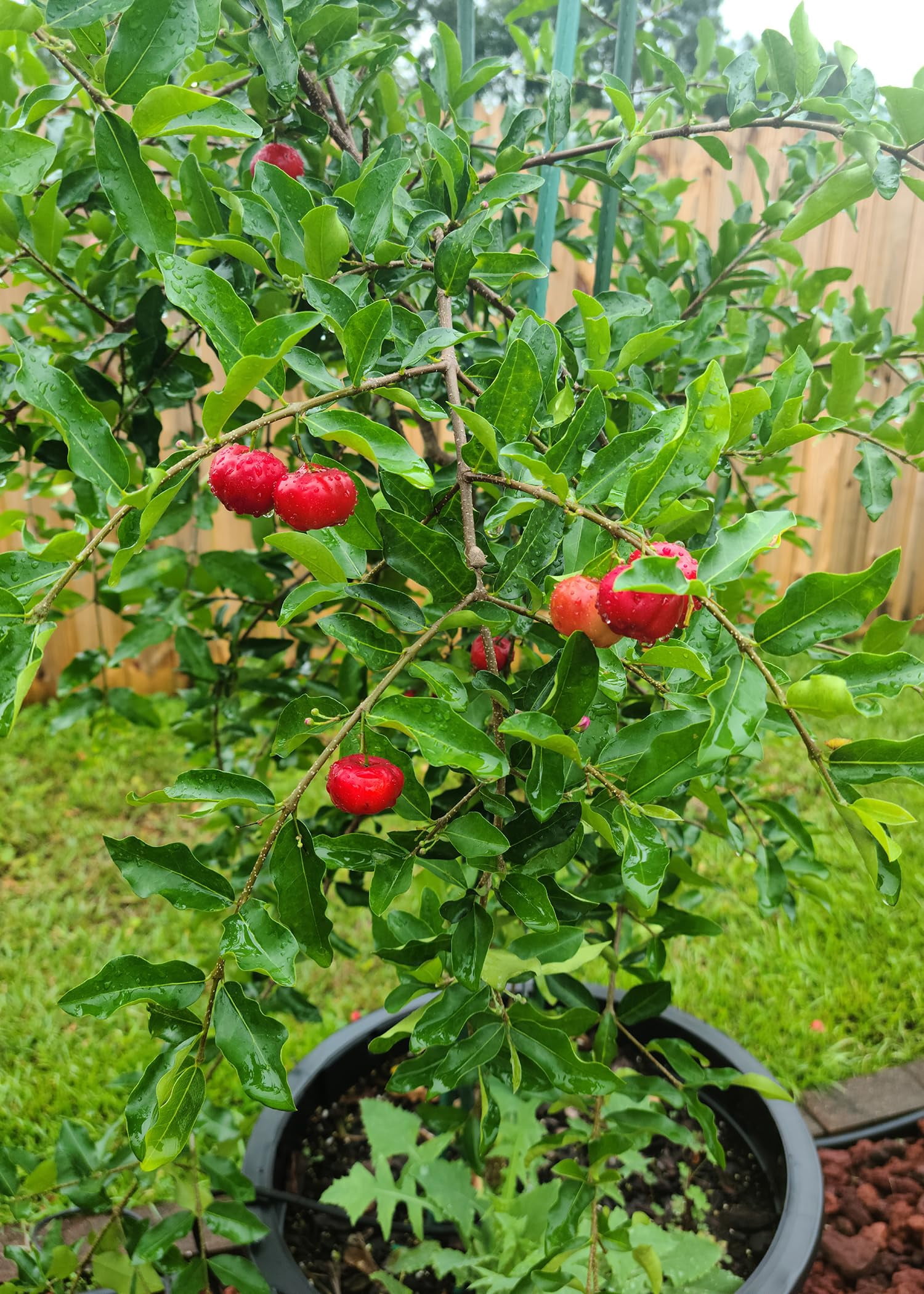 🌿 Gardenera Labs Barbados Cherry Plant Potting Mix - Proven Formula for Thriving Cherry Plants - Enhances Fruiting Potential and Vigorous Growth - 3 QUART