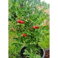 thumbnail image 2 of Gardenera Labs Barbados Cherry Potting Mix - Promote Strong Roots and Abundant Yields with Our Premium Blend - 4 Quart, 2 of 2