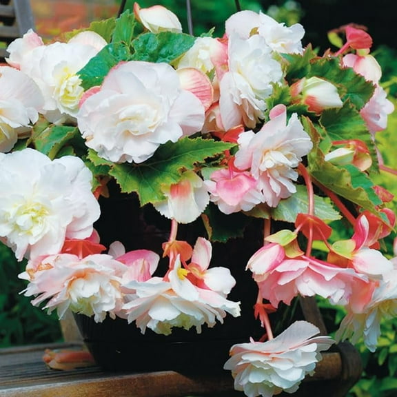 Angelique Begonia Flower Bulbs - 3 Tuber per Pack - Fragrant - Deer Resistant - Grows Well In Containers - Easy to Grow Live Plants - Outdoor Garden - Full to Part Shade