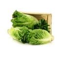 thumbnail image 4 of 3000 Seeds LITTLE GEM LETTUCE Small Romaine Butterhead Lactuca Vegetable Seeds, 4 of 11