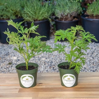 Indoor Live Large Citronella Plant, Mosquito Plant, Fully Rooted in 4""  Premium Nursery Pot" - Walmart.com