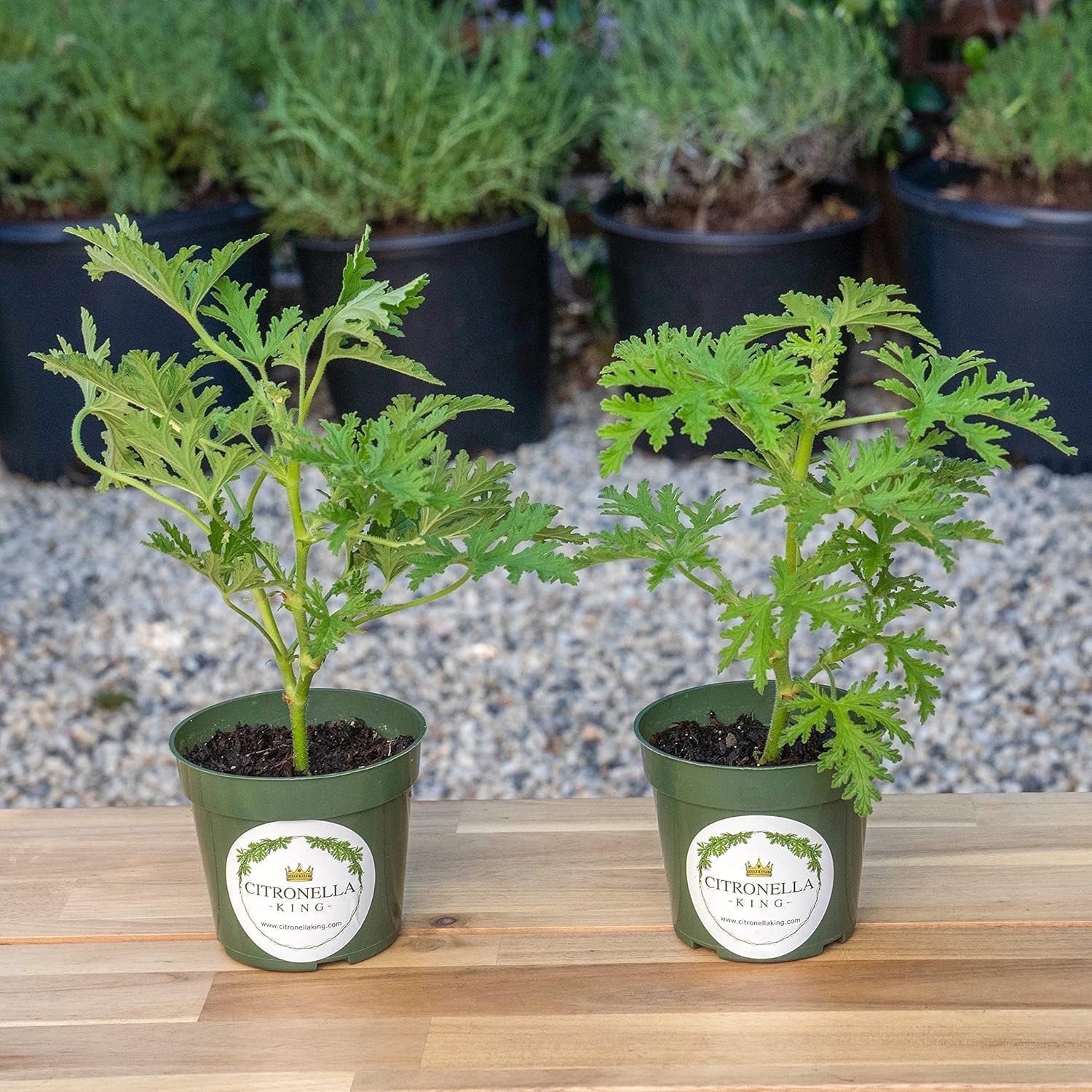 2 Citronella Live Plants in 4"" Nursery Pots (2 Count)