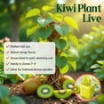 thumbnail image 2 of Kiwi Vine Live Plant, Hardy Kiwi Live Plants, 6-8 Inches Tall, Fruit Vine Starters for Easy Garden Growing, 2 of 6
