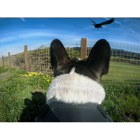 GoPro - Fetch Dog Harness